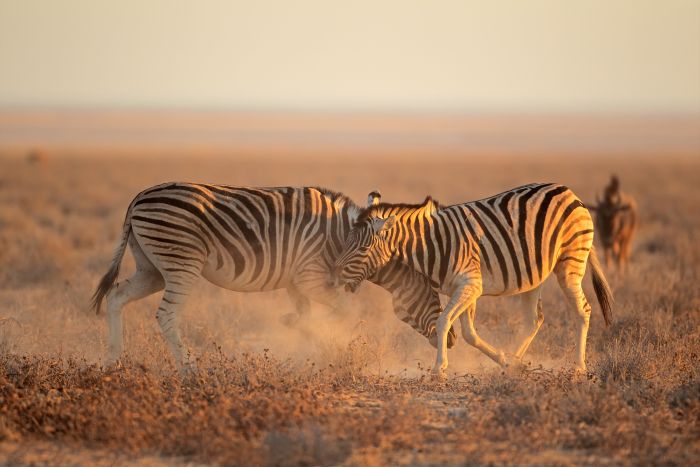 Cedarberg Africa - Etosha-zebra-fighting-dust-Namibia