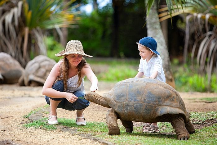 Mauritius-Feeding-Giant-Turtle