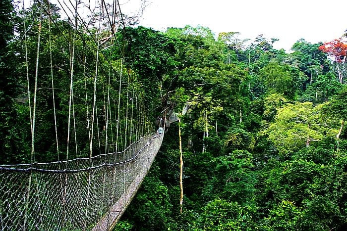 Nyungwe forest national park canopy walk