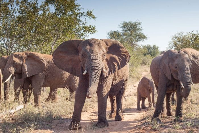 Cedarberg-Africa-garonga-safari-camp-wildlife-elephants