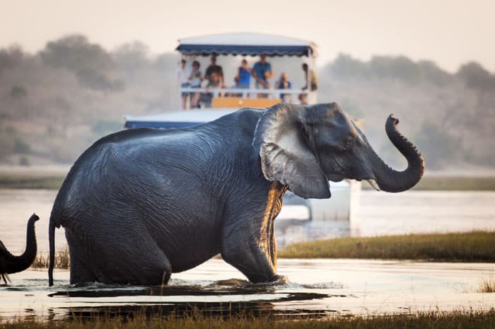 Chobe-River-Elephant-crossing-boat-cruise-SS_473577241700