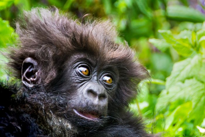 Baby gorilla seen on Rwanda Gorilla trekking tours