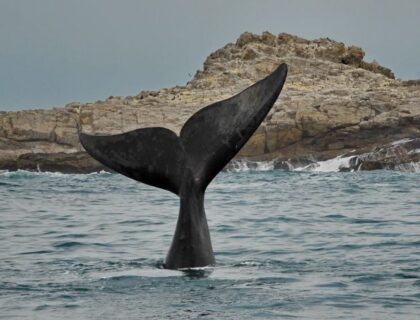 Port-Elizabeth-Raggy-charters-whale-tale-700