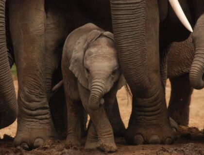 schotia_safarisprivate_game_reserve-elephant-baby-700