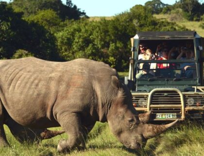 schotia_safarisprivate_game_reserve-rhino-sighting-700