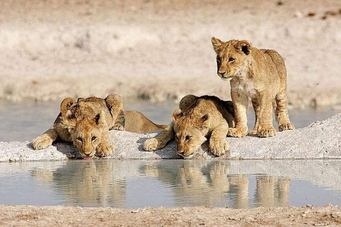 Etosha-Waterhole-Lion-Cubs-700