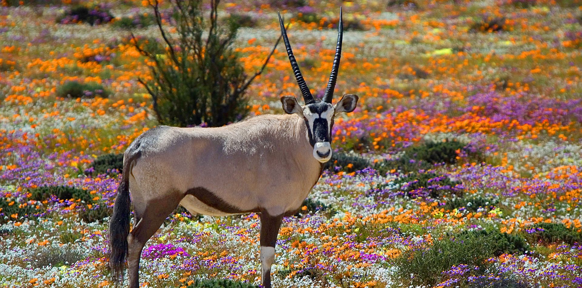 Kalahari-gemsbok-wild-spring-flowers-1920