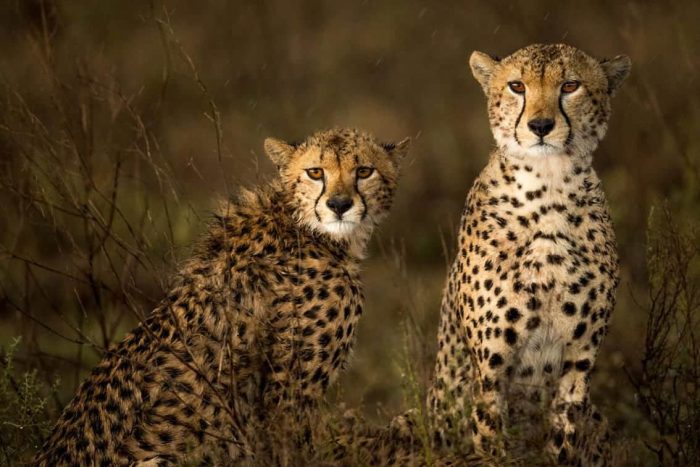Cedarberg Travel | Namiri Plains Camp