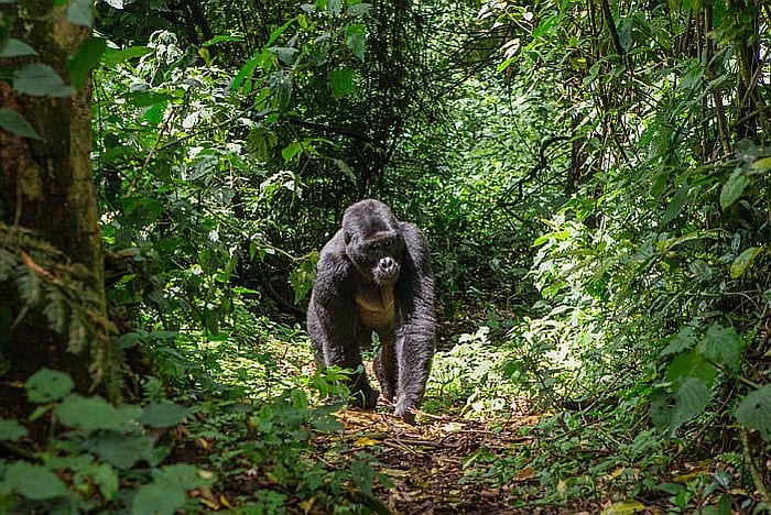gorilla trekking in Volcanoes National Park