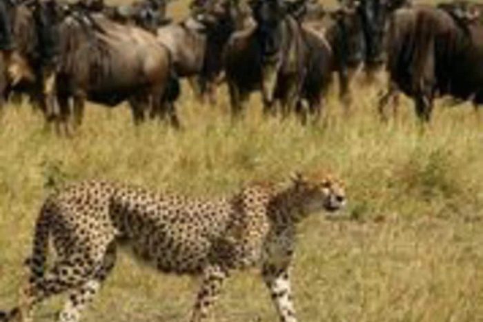 Cedarberg Travel | Saruni Experience fly-in safari