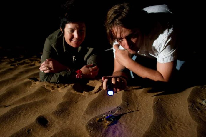 Cedarberg Travel | Kulala Desert Lodge