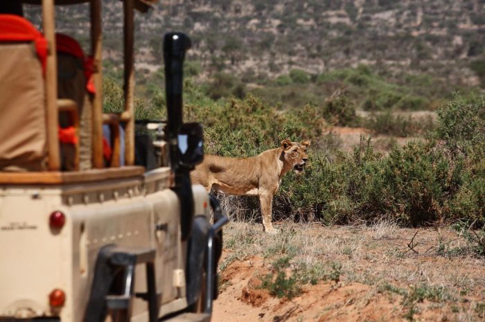 Cedarberg Travel | Saruni Experience fly-in safari