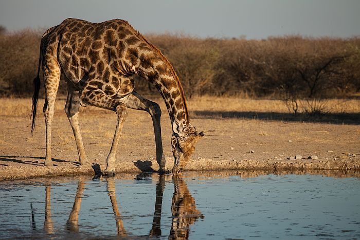 Cedarberg Travel | Botswana Water & Wildlife Safari