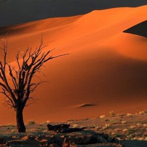 Cedarberg_Africa_Sossusvlei-Namibia-Tree-And-Dune