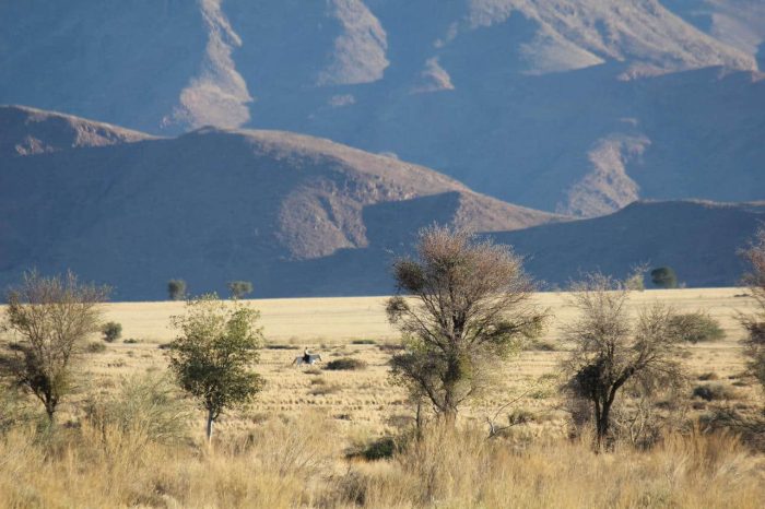 Cedarberg Travel | Desert Homestead
