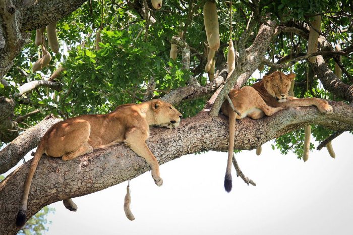 Cedarberg Travel | Apoka Safari Lodge