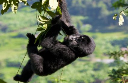 What does a Gorilla safari cost in Rwanda or Uganda?