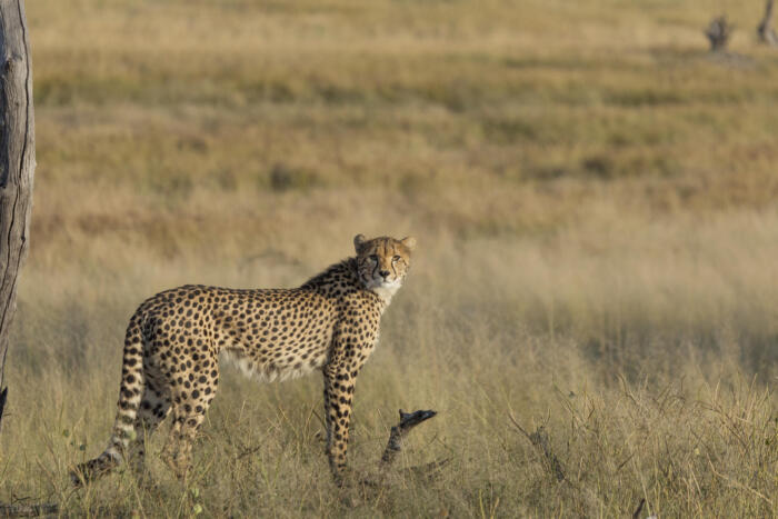 Cedarberg Travel | Somalisa Acacia Camp