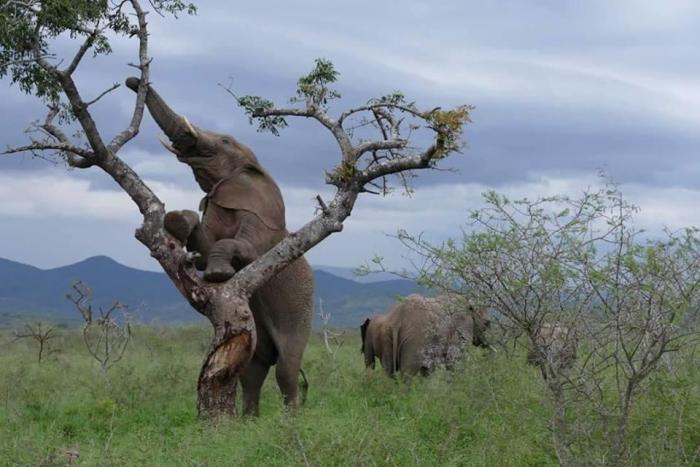 Cedarberg Travel | Amakhosi Safari Lodge