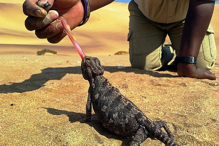 Living Desert Tours - Chalys desert tours