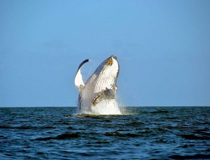 Ile Sainte Marie - whale-watching