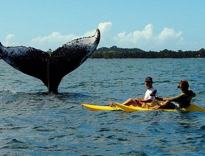 Ile Sainte Marie - whale-watching