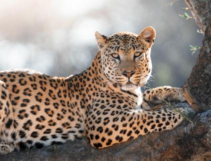 Why a Green Season safari is golden
