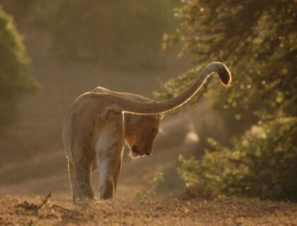 schotia_safarisprivate_game_reserve-lion-700