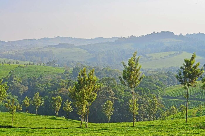Cedarberg Travel | Primate Lodge Kibale