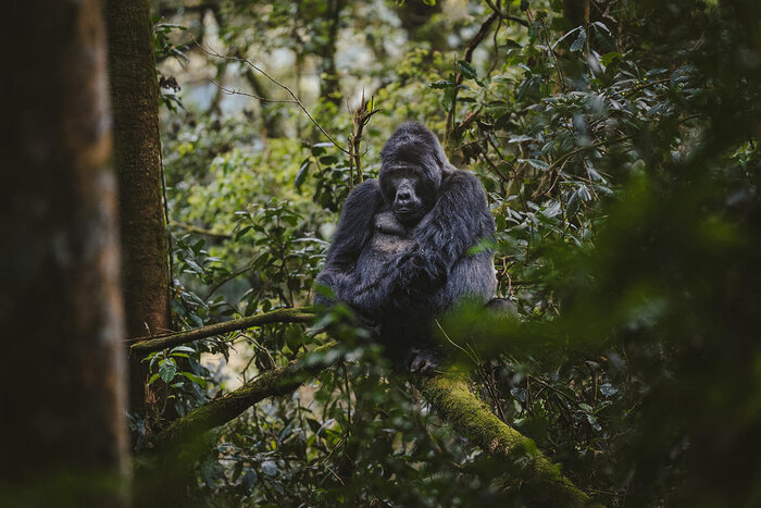 Cedarberg Travel | Gorilla Forest Lodge, an A&K Sanctuary