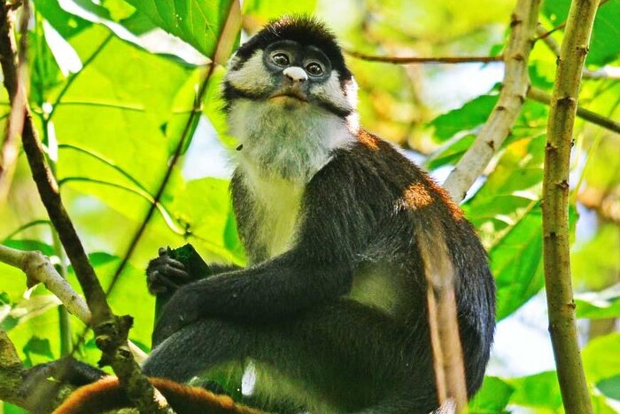 Cedarberg Travel | Primate Lodge Kibale