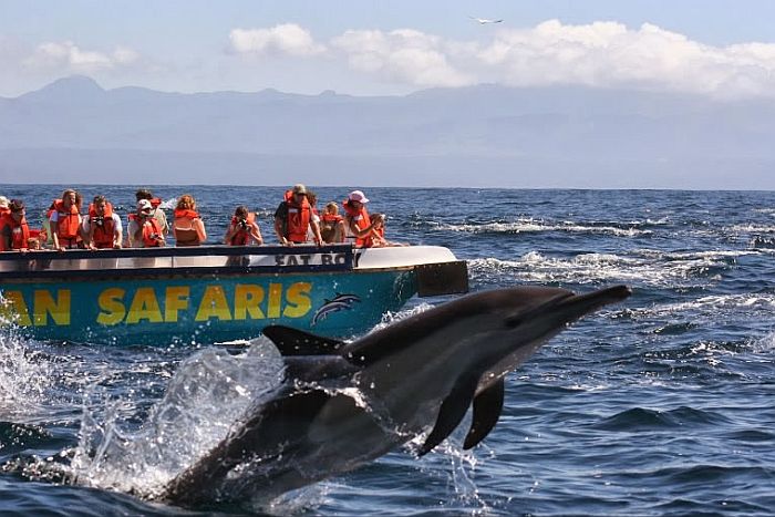Ocean safaris whale-watching cruises