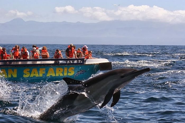 Ocean safaris whale-watching cruises