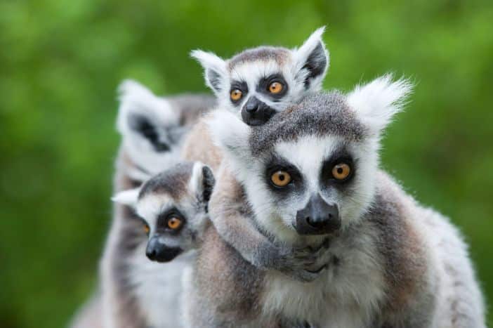 Madagascar ring-tailed lemurs