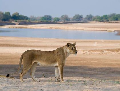 Lion in South Luangwa - Rovos Rail Dar es Salaam to Loboto train journey