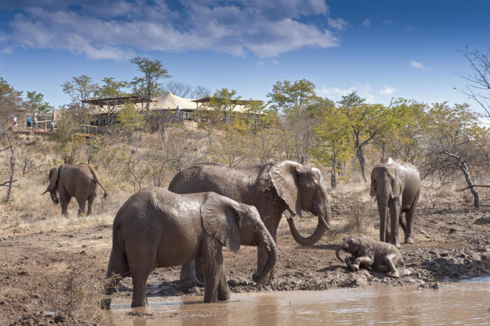 Cedarberg Travel | The Elephant Camp