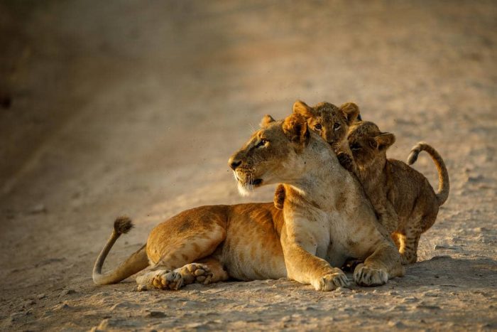 Cedarberg Travel | Nairobi Tented Camp