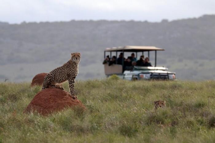 Cedarberg Travel | Amakhala Safari Lodge