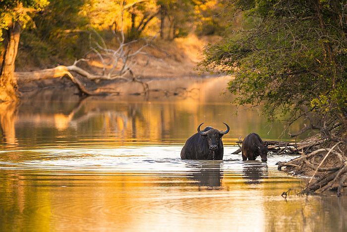 Kruger-Park-buffalo-sunset-