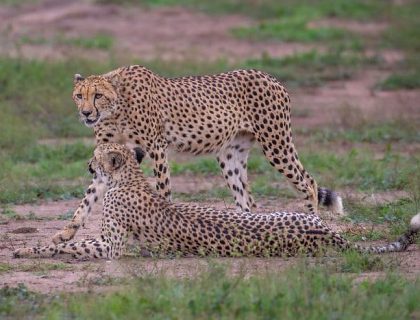 Majete Wildlife Reserve, Southern Malawi -Two cheetah siblings together, one standing and one sitting in the grass.