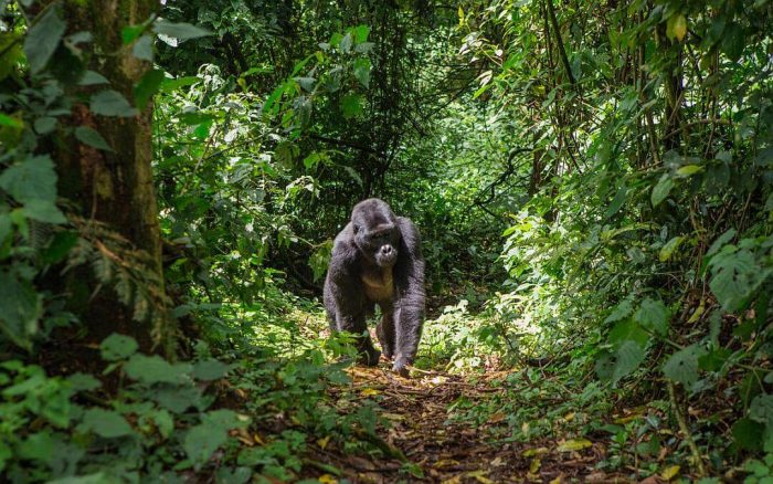 Cedarberg Travel | Gorilla Mountain Snapshot in Rwanda