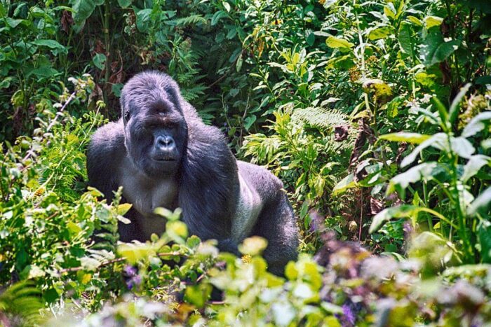 Cedarberg Travel | Gorilla Mountain Snapshot