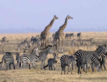 East Africa Safari incl Gorilla Trekking in Uganda