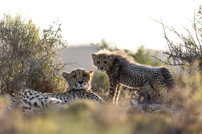Cedarberg Travel | Tilney Manor at Sanbona