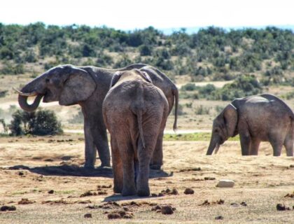 Addo-Elephant-park-tours-elephants-700