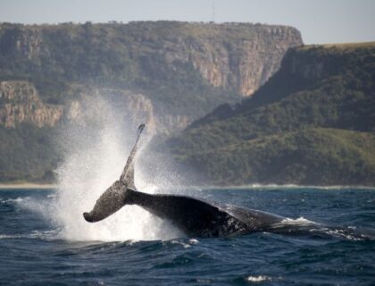 Wild-Coast-Humpback-Whale-Port-St-Johns-700.