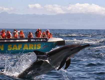 Plettenberg-Bay-ocean-safari-whales-700