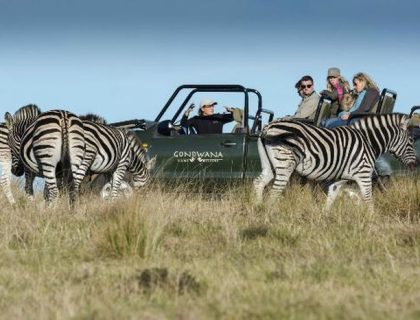 Garden Route Holidays, gondwana game reserve zebras