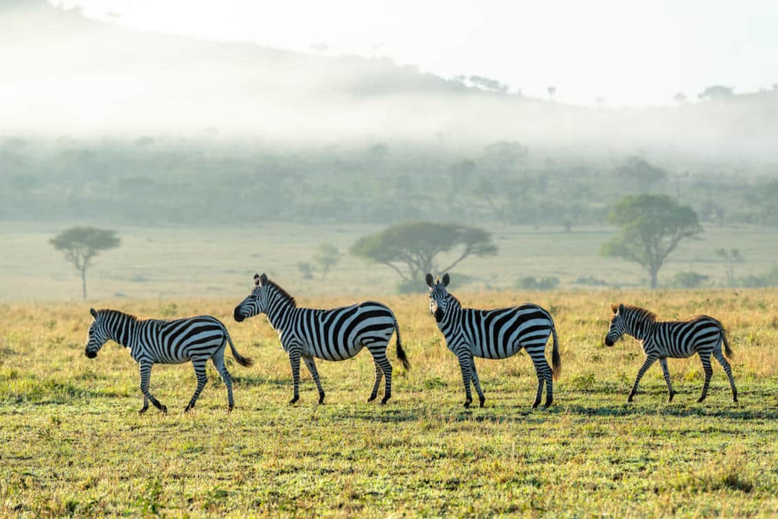 at Singita sabora Tented Camp Grumeti Reserve Zebra