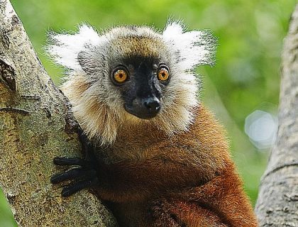 Nosy Komba lemur